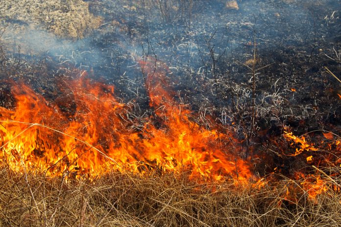 Dry grass burning in the forest, spring day, strong wind