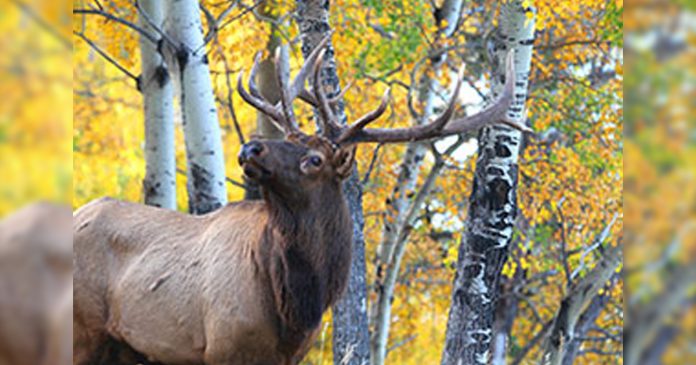 ElkWeb1200