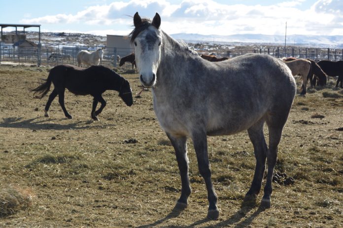 whitehorse