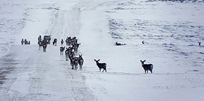 pdmuledeer
