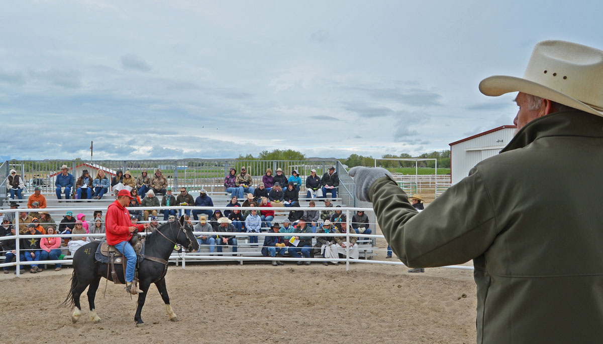 Record High Bid at Honor Farm Wild Horse and Burro Adoption SweetwaterNOW