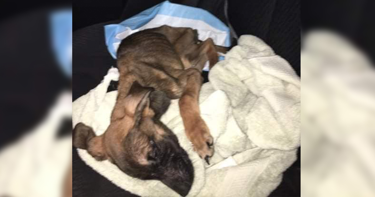 Woman Receives Maximum Sentence In Animal Cruelty Case Sweetwaternow