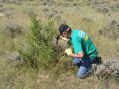 Partners work for sage-grouse habitat