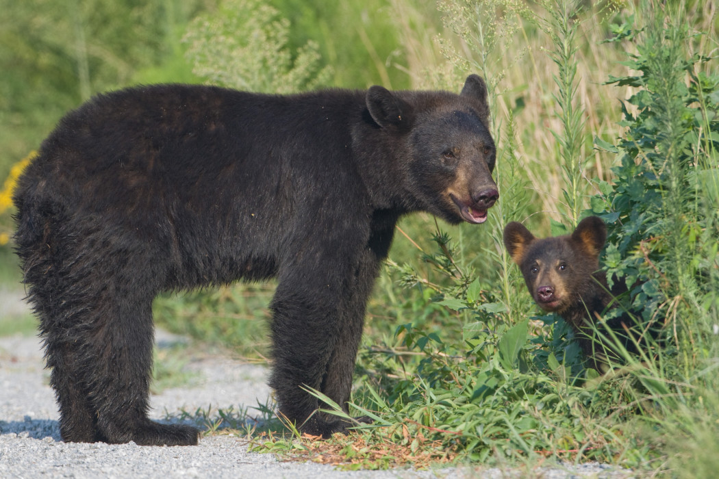 Carelessness Sends Black Bears to Zoo