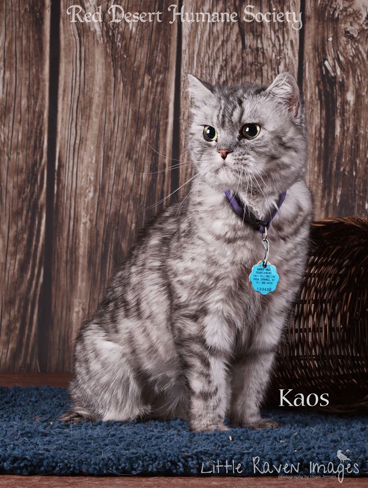 Kaos and Cinnamon Available at RDHS