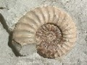 WSGS Paleontology Page: The Paleozoic Era