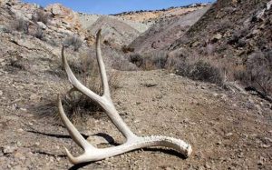 Shed Antler Collecting Closely Monitored