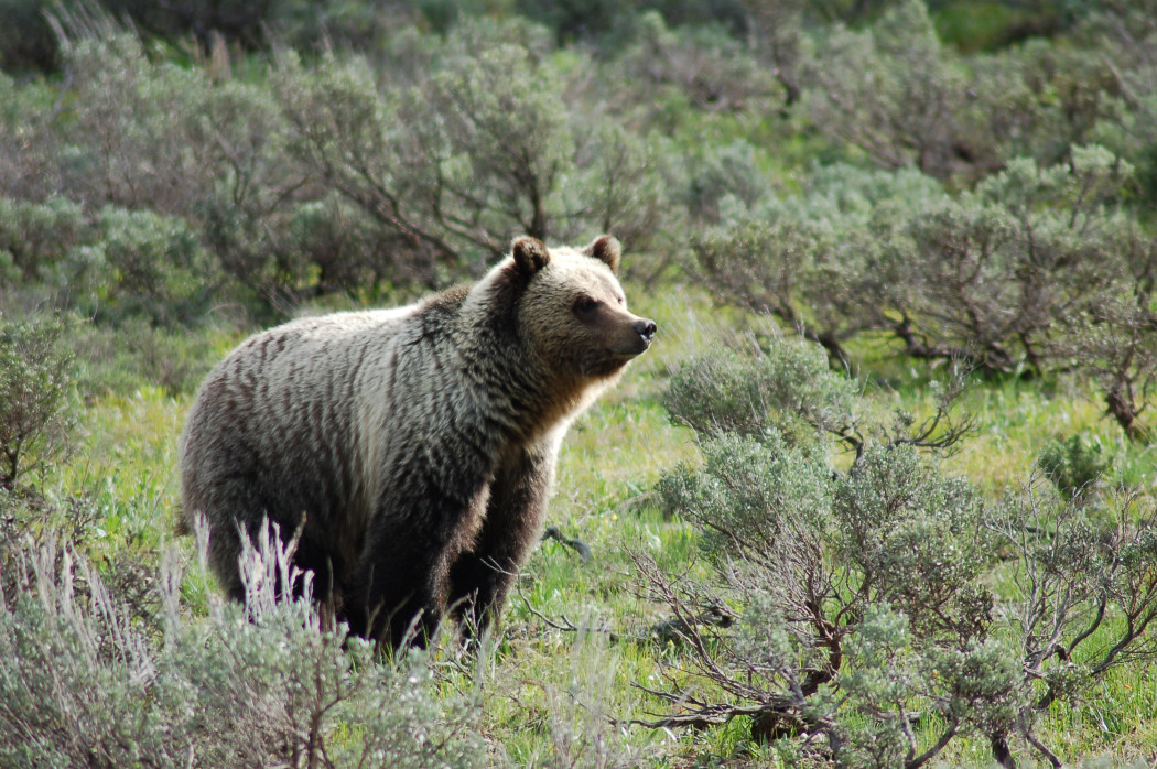 Teton Rangers Investigating Bear Encounter