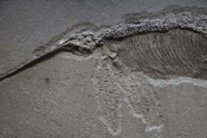 WSGS Paleontology Page: The Mesozoic Era