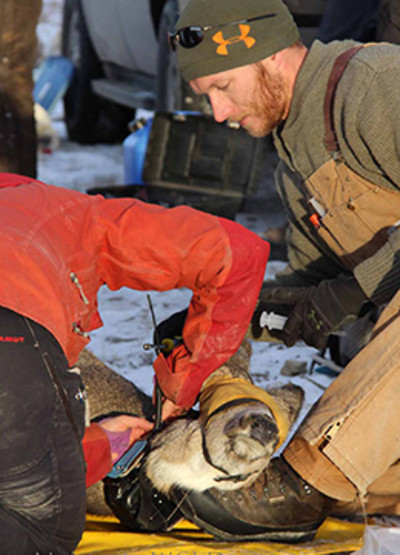 Biologists Study Mule Deer and Elk Interactions